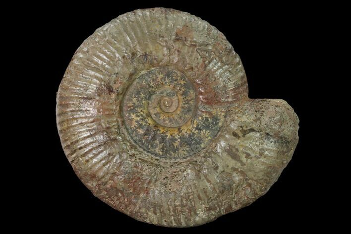Toarcian Ammonite (Hammatoceras) Fossil - France #152756